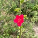 Hibiscus aponeurus Blüte