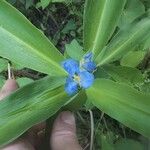 Commelina virginica Floro