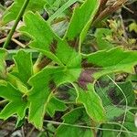 Pelargonium multibracteatum Leaf