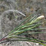 Scorzonera aristata 葉