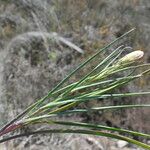 Scorzonera aristata Leaf