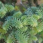 Abies lasiocarpa Yaprak