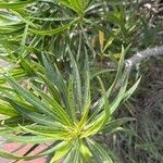 Echium decaisnei Leaf