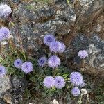 Globularia vulgarisFloare