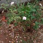 Rosa abietina Habitus
