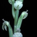 Sarcoglottis acaulis Flor