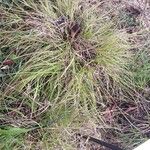 Carex remota Folla