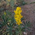 Lupinus luteus Blomst