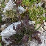 Pedicularis rostratocapitata Leaf