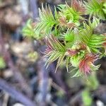 Sorbaria sorbifolia Blad