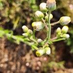 Nidorella aegyptiaca Flower