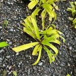 Carex plantaginea Leaf