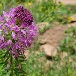 Cleome serrulata 花