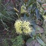 Xanthostemon pubescens Квітка