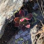 Saxifraga cotyledon 葉