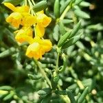 Berberis x stenophylla 花
