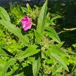 Epilobium hirsutum Folio