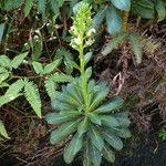 Lobelia stricta Yeri