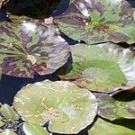 Nymphaea mexicana Leaf