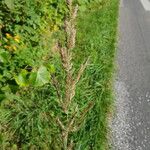 Calamagrostis canescens Flor