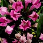 Daphne cneorum Blüte