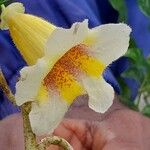 Pandorea pandorana പുഷ്പം