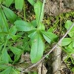 Galium rotundifolium Φύλλο