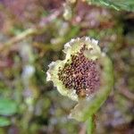 Elaphoglossum peltatum Fruit