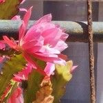 Disocactus phyllanthoides Blüte