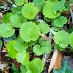 Saxifraga hirsuta Hoja