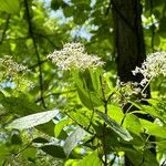 Cornus racemosaBlatt