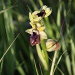 Ophrys passionis Ostatní