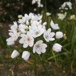Allium subhirsutum Casca