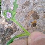 Brunnera orientalis Floare