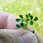 Medicago laciniata Övriga