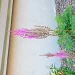 Astilbe rubra Flower