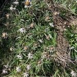 Carlina salicifolia Лист