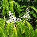 Miconia longifolia Цвят