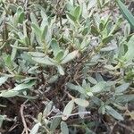 Helianthemum squamatum Hoja