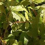 Filipendula rubra Leaf