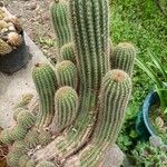 Echinopsis huascha Hoja