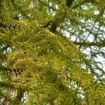 Araucaria cunninghamii Leaf