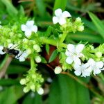 Scoparia dulcis Cvet