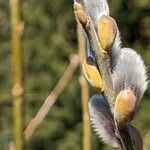 Salix viminalis Flower