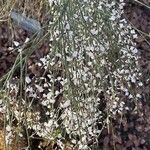 Retama monosperma Flower