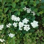 Spiraea chamaedryfoliaΛουλούδι