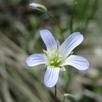 Moenchia mantica Flower