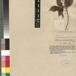 Solanum campanuliflorum Other