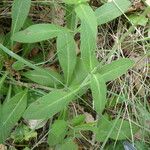 Knautia dipsacifolia Hoja