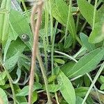 Crepis foetida Likasa